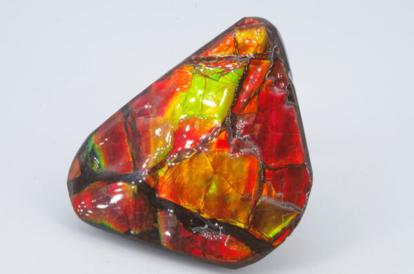 ammolite du canada