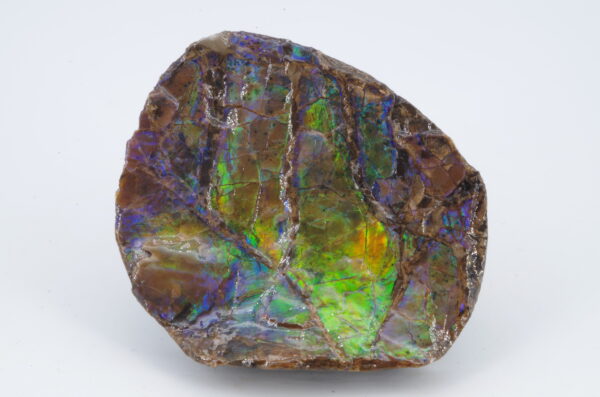 Ammolite Canada 5.1x4.2cm (a245-171) – Image 2