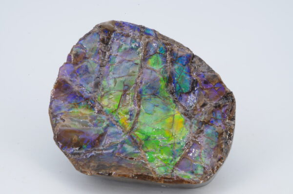 Ammolite Canada 5.1x4.2cm (a245-171) – Image 4