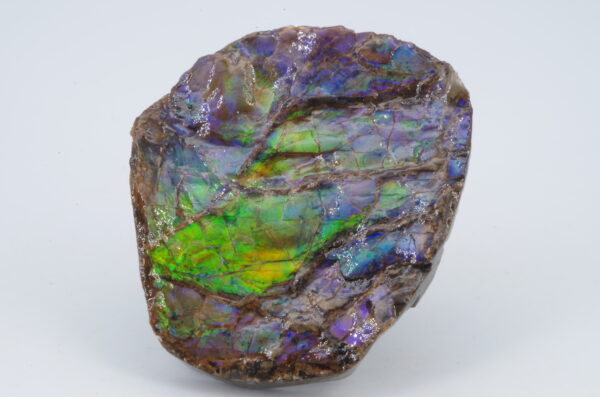 Ammolite Canada 5.1x4.2cm (a245-171) – Image 6