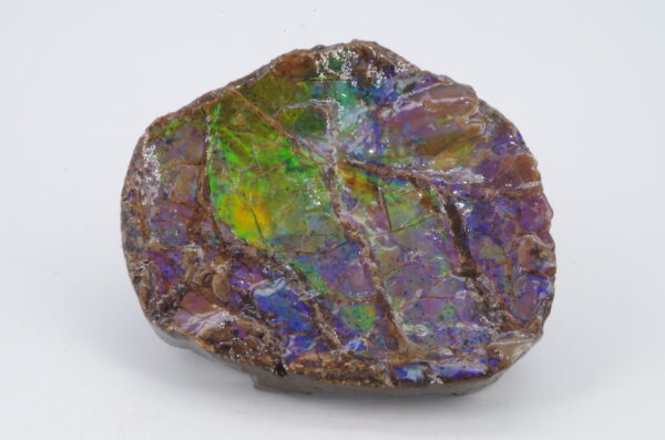 Ammolite Canada 5.1x4.2cm (a245-171) – Image 7