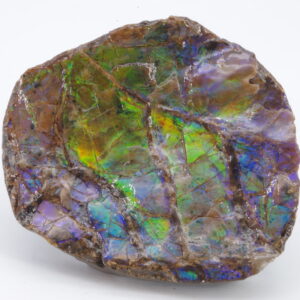 Ammolite du Canada