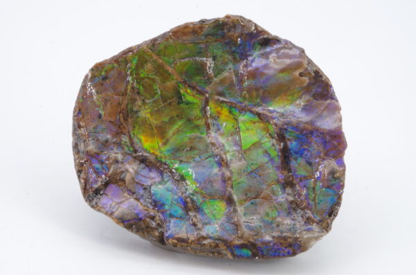 Ammolite du Canada