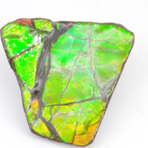 Ammolite du Canada