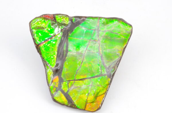 Ammolite du Canada