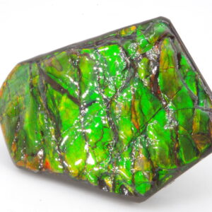 Ammolite du Canada