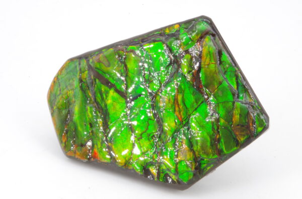 Ammolite du Canada