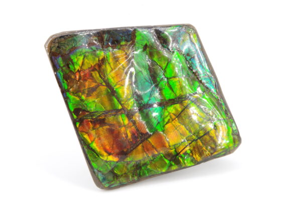 Ammolite du Canada