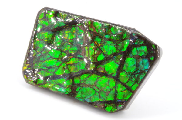 Ammolite du Canada