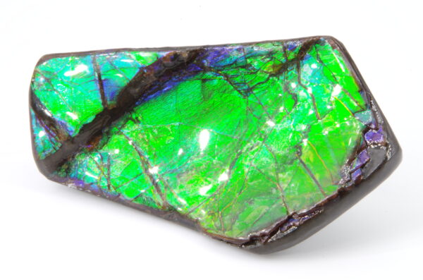 Ammolite du Canada