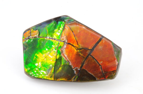 Ammolite du Canada