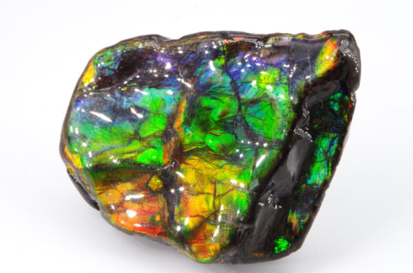 Ammolite du Canada
