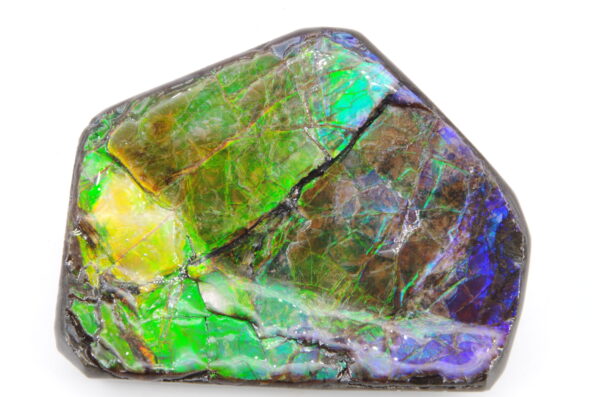 Ammolite du Canada