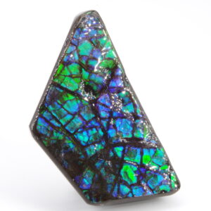 Ammolite du Canada