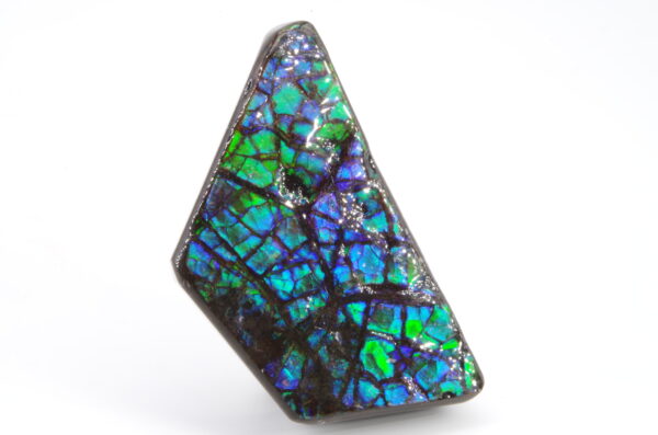 Ammolite du Canada