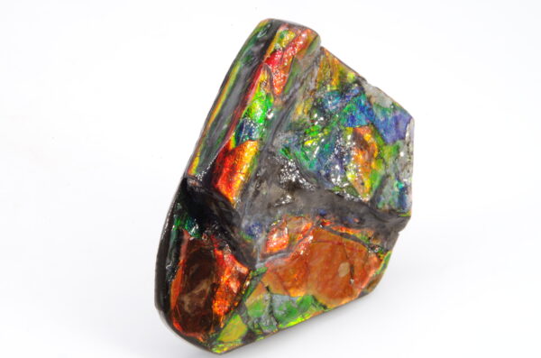Ammolite du Canada