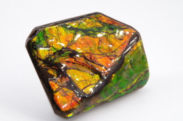 Ammolite du Canada