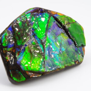 Ammolite du Canada