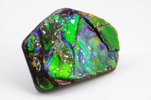 Ammolite du Canada