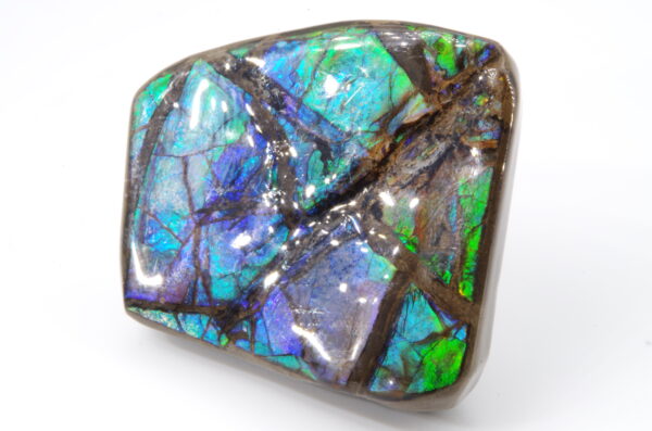 Ammolite du Canada