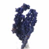 Azurite sur Goethite du Maroc